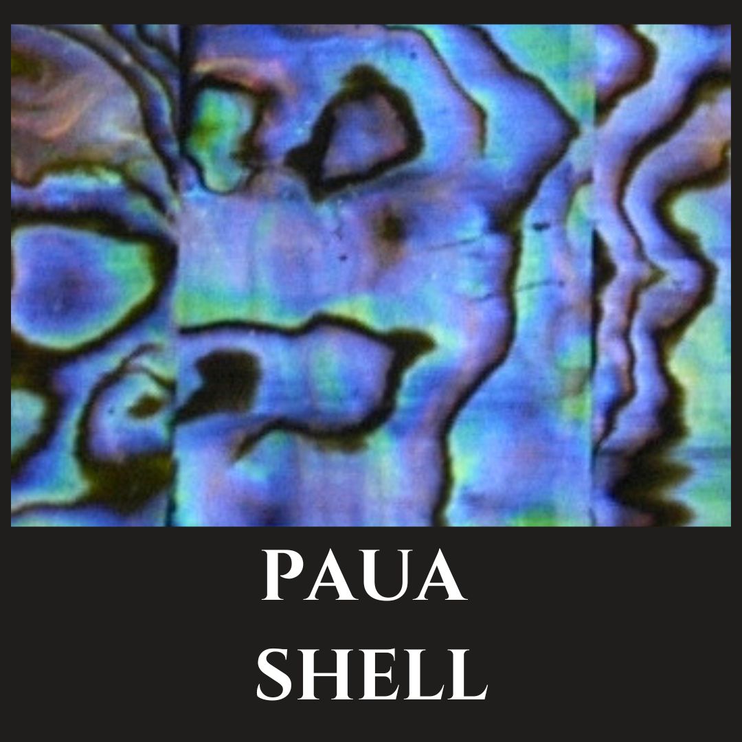 Paua Shell